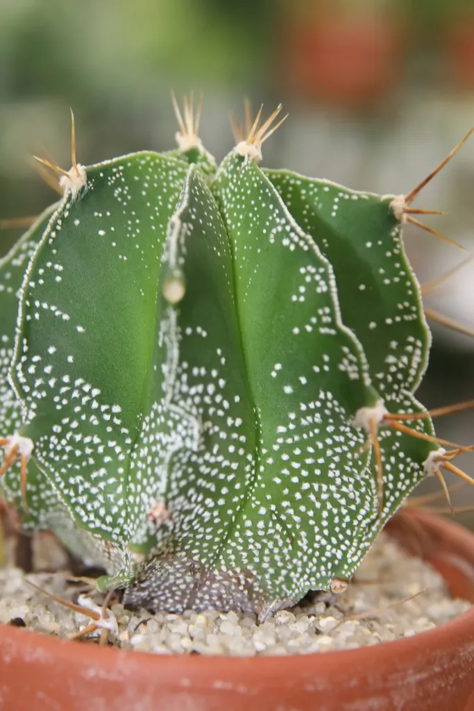 astrofyt zdobený (Astrophytum ornatum) – v záhrade, fotografia rastliny