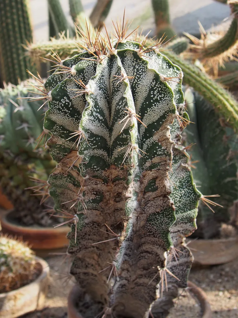 astrofyt zdobený (Astrophytum ornatum) – v záhrade, fotografia rastliny