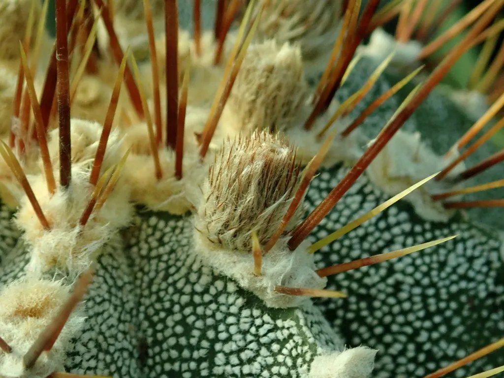 astrofyt zdobený (Astrophytum ornatum) – v záhrade, fotografia rastliny
