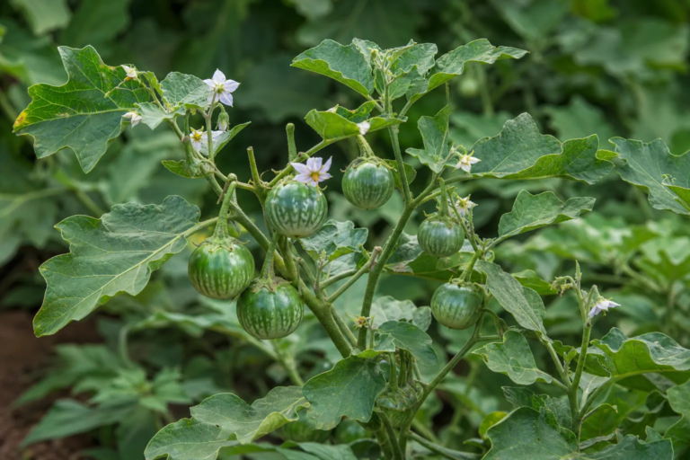 Solanum aethiopicum