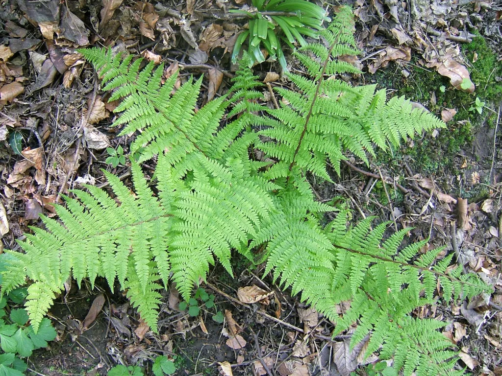 Common Ladyfern (Athyrium filix-femina) – plant photo