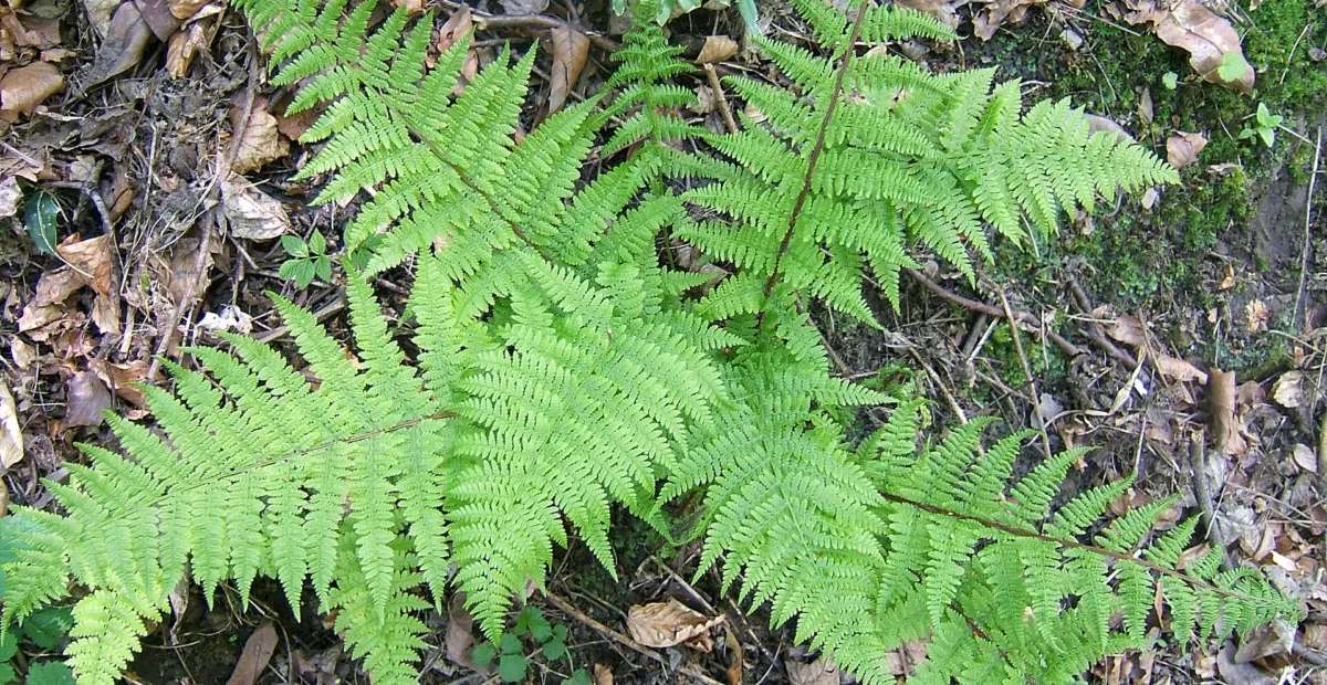 Common Ladyfern (Athyrium filix-femina) – plant photo