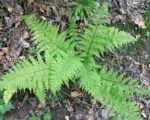Common Ladyfern (Athyrium filix-femina) care guide