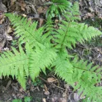 Common Ladyfern (Athyrium filix-femina) – characteristic appearance, plant photo