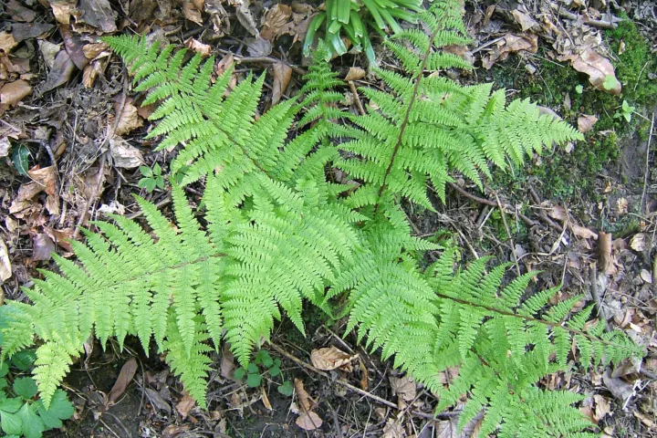 Athyrium filix-femina