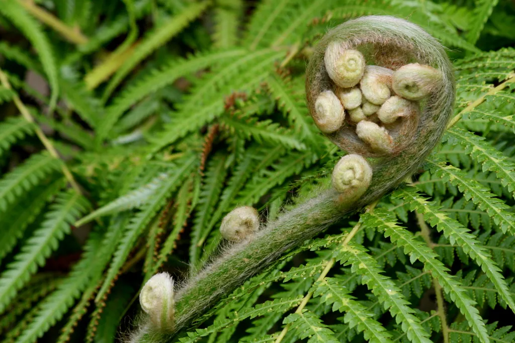 Common Ladyfern (Athyrium filix-femina) – in a garden setting, plant photo