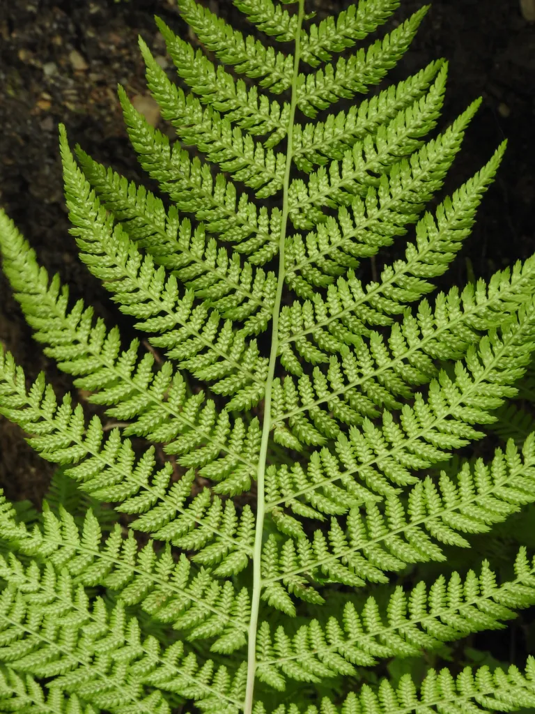 Common Ladyfern (Athyrium filix-femina) – characteristic appearance, plant photo