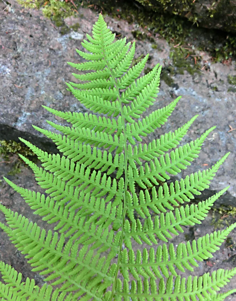 Common Ladyfern (Athyrium filix-femina) – characteristic appearance, plant photo