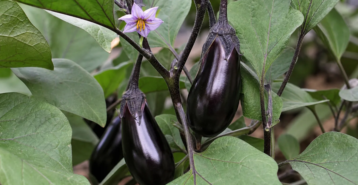 Aubergine (Solanum melongena) – Pflanzenfoto