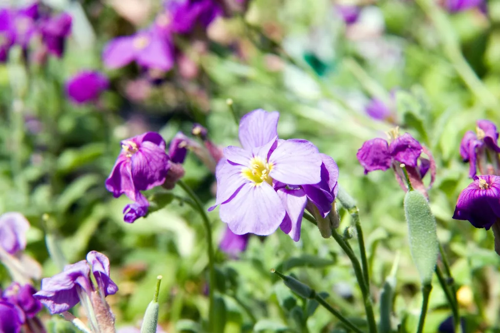 Blaukissen (Aubrieta 'Cascade') – im Garten, Pflanzenfoto