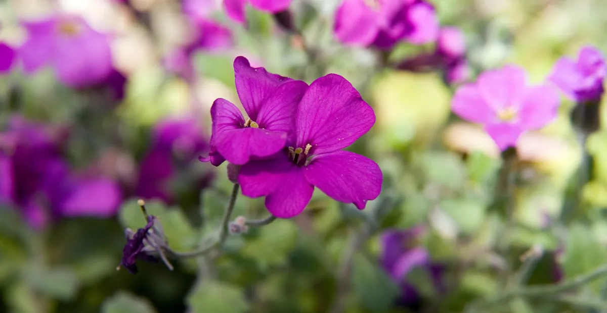 Aubrieta 'Cascade' – plant photo