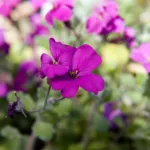 Aubrieta ‘Cascade’ (Aubrieta 'Cascade') – plant photo
