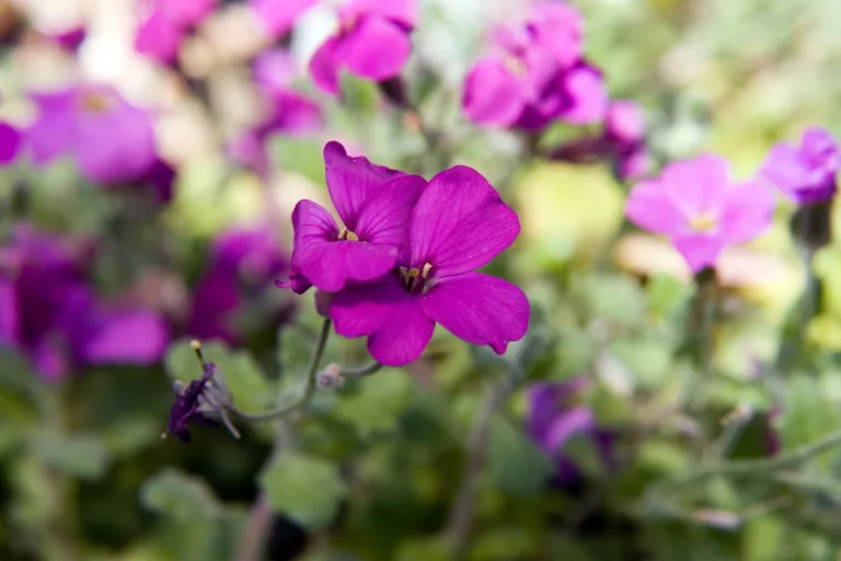 Aubrieta 'Cascade'
