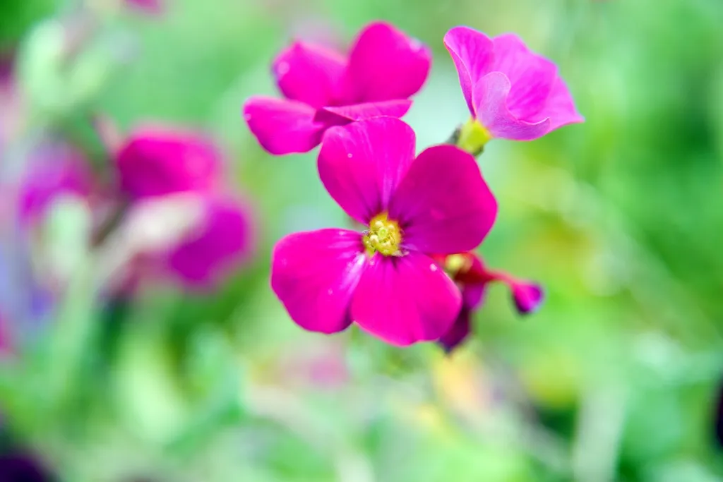Blaukissen (Aubrieta 'Cascade') – typisches Erscheinungsbild, Pflanzenfoto