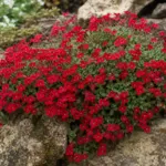 Aubrieta ‘Crimson’ (Aubrieta 'Crimson') – plant photo