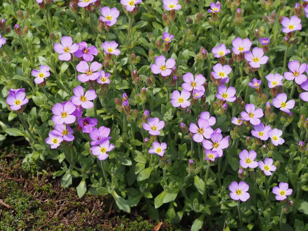 Aubrieta cultorum – (Aubrieta cultorum) – im Garten, Pflanzenfoto
