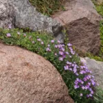 Aubrieta cultorum care guide (Aubrieta cultorum) – plant photo