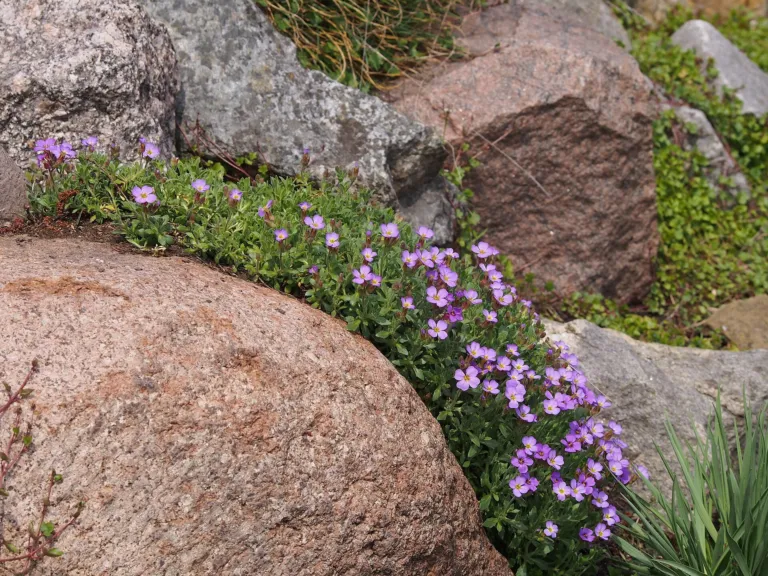 Aubrieta cultorum