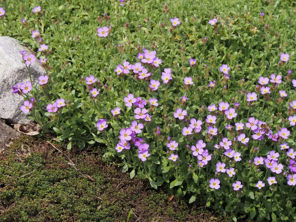 Aubrieta cultorum – (Aubrieta cultorum) – im Garten, Pflanzenfoto