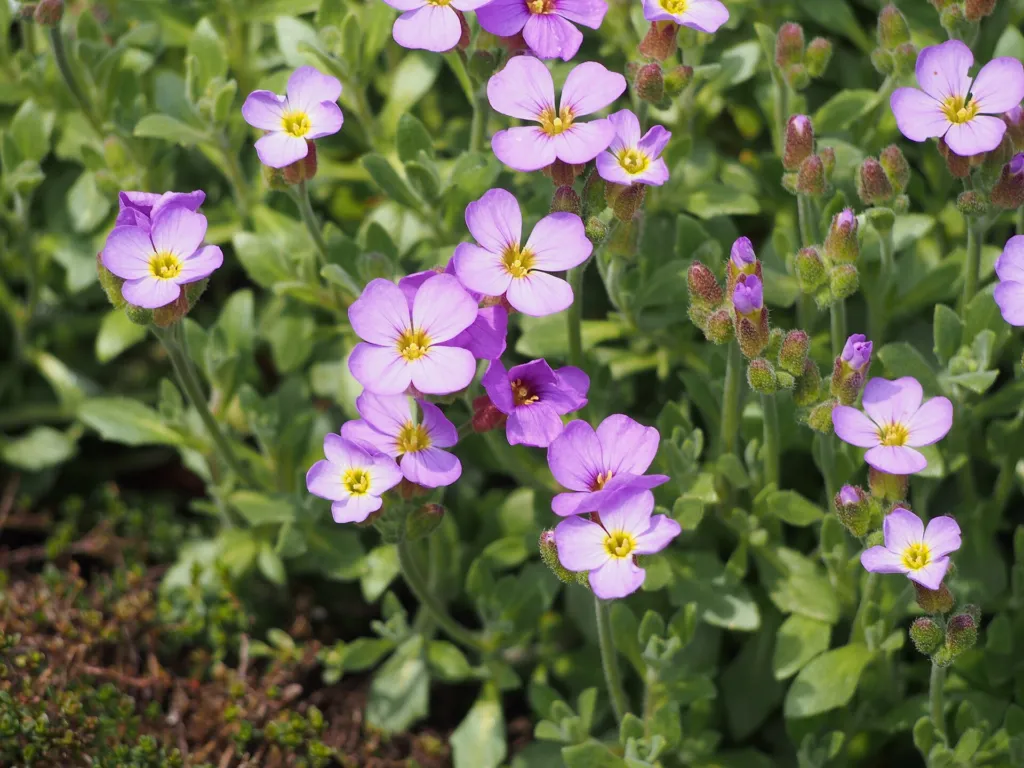 Aubrieta cultorum – (Aubrieta cultorum) – im Garten, Pflanzenfoto
