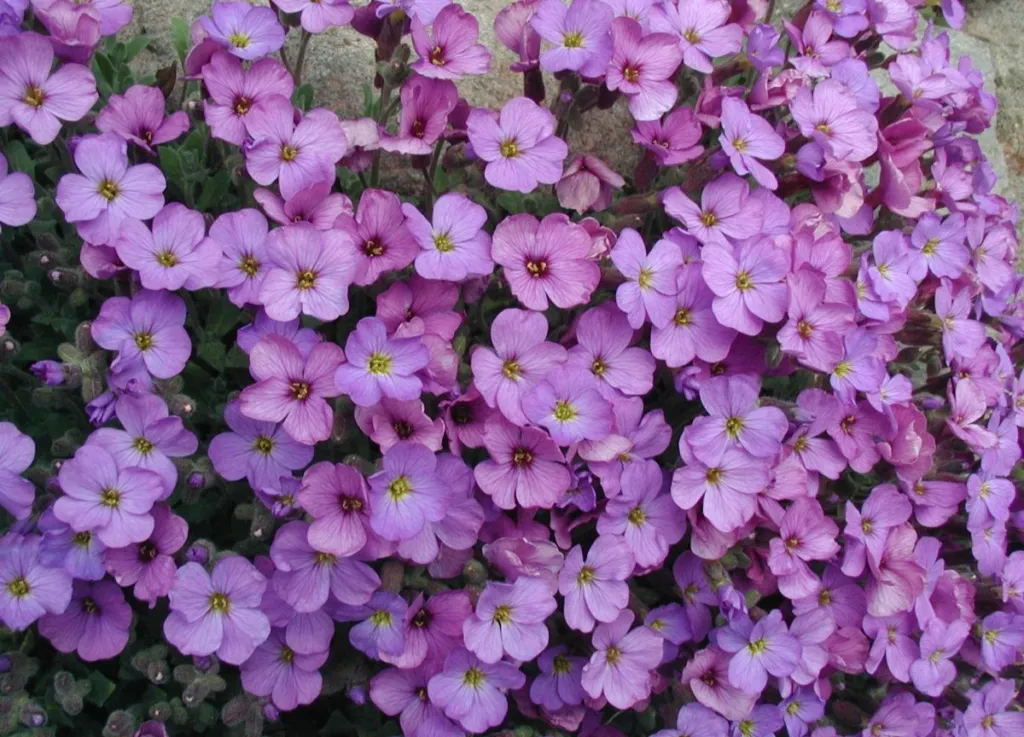 Aubrieta cultorum – (Aubrieta cultorum) – Blüten in Nahaufnahme, Pflanzenfoto