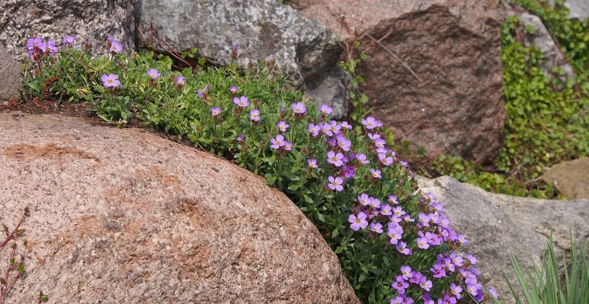Aubrieta cultorum – fotografia rastliny