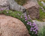 Aubrieta cultorum – pestovanie a starostlivosť