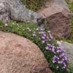 Aubrieta cultorum – pestovanie a starostlivosť (Aubrieta cultorum) – fotografia rastliny