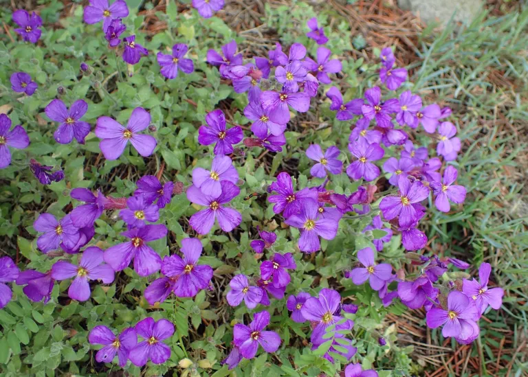 Lilacbush (Aubrieta deltoidea) – in a garden setting, plant photo