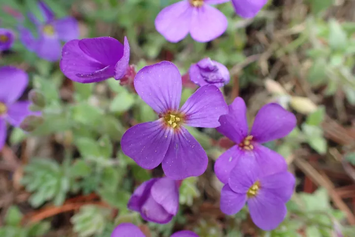 Aubrieta deltoidea