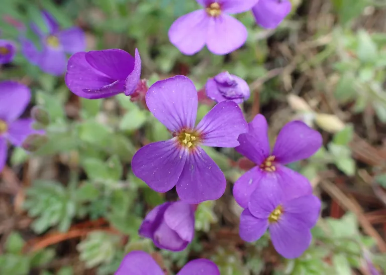 Aubrieta deltoidea
