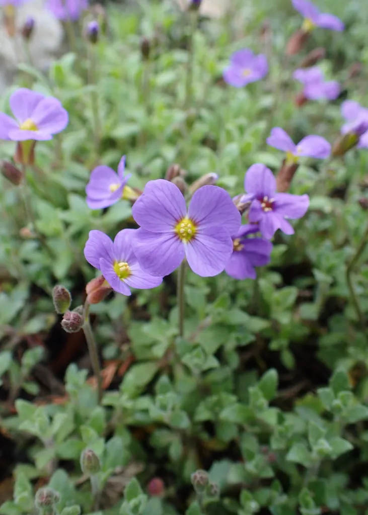 tarička rovnobežníkovitá (Aubrieta deltoidea) – v záhrade, fotografia rastliny