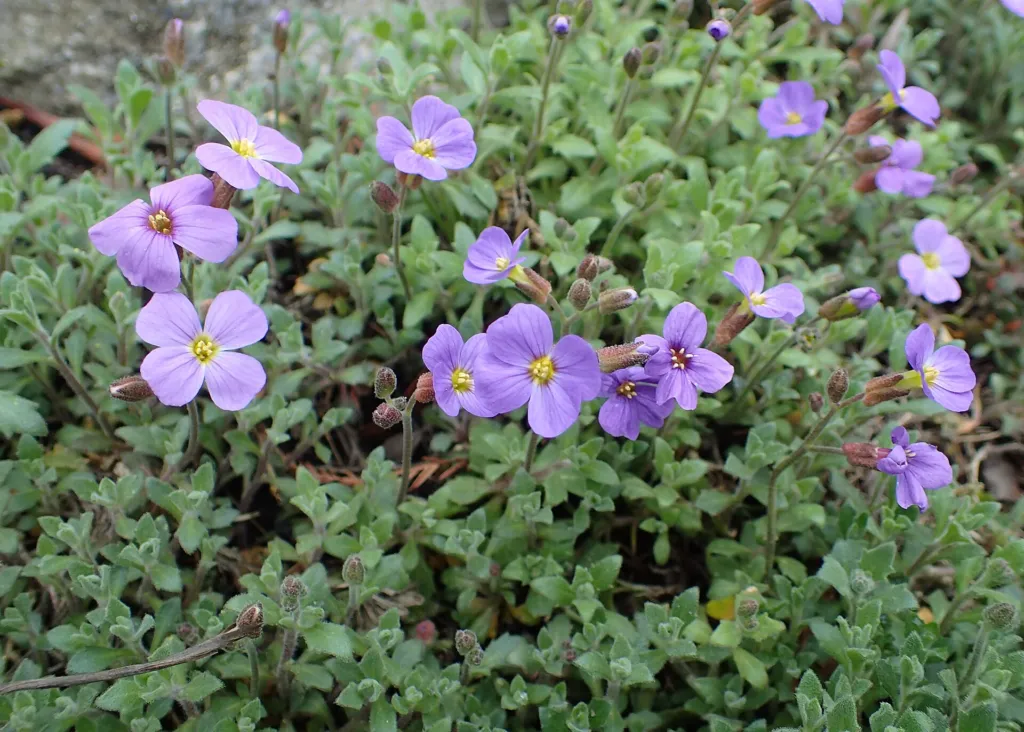 tarička rovnobežníkovitá (Aubrieta deltoidea) – v záhrade, fotografia rastliny