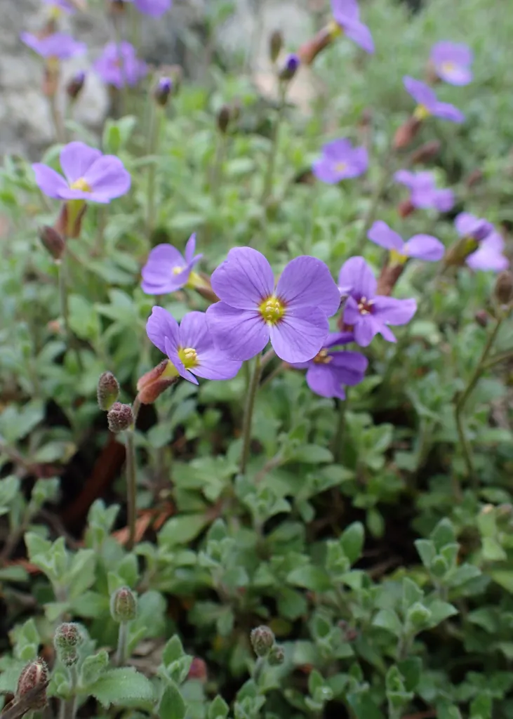 tarička rovnobežníkovitá (Aubrieta deltoidea) – v záhrade, fotografia rastliny