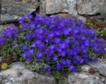 Aubrieta ‘Dwarf Blue’