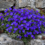 Aubrieta 'Dwarf Blue' – fotografia rastliny