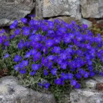 Aubrieta ‘Dwarf Blue’ (Aubrieta 'Dwarf Blue') – plant photo
