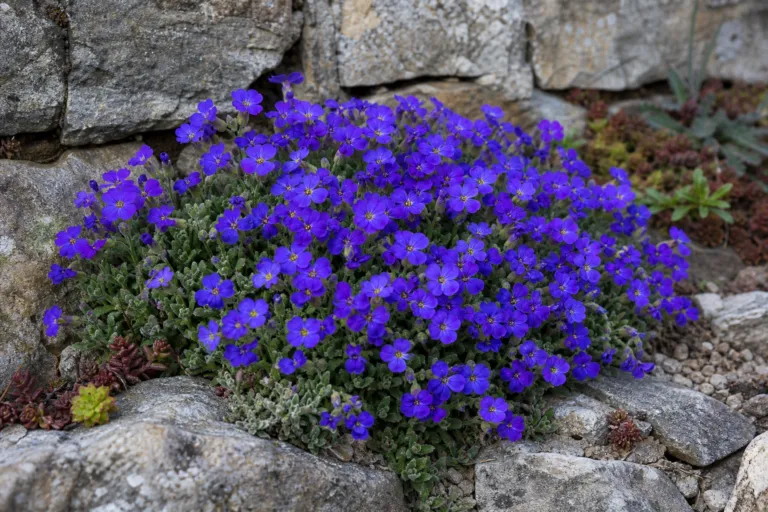 Aubrieta 'Dwarf Blue'