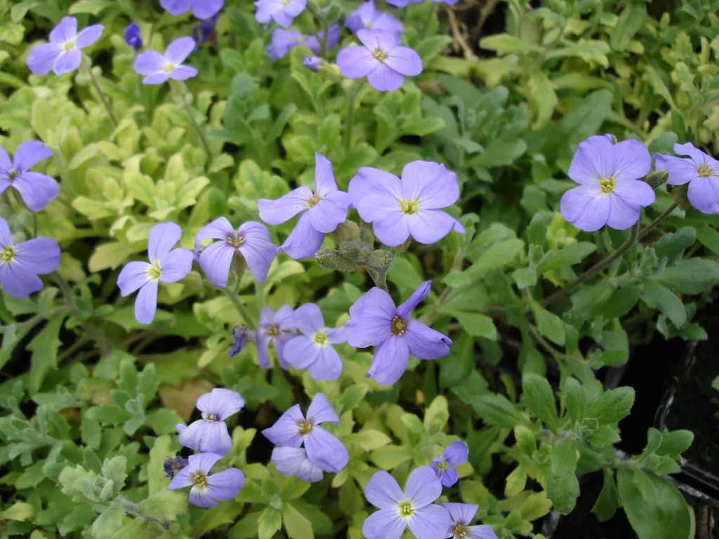 Blaukissen ‘Royal Blue’ (Aubrieta 'Royal Blue') – typisches Erscheinungsbild, Pflanzenfoto