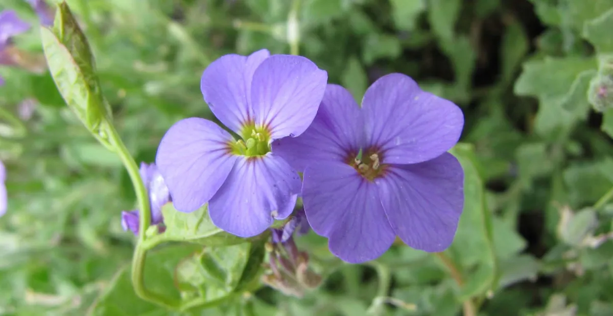 Aubrieta 'Royal Blue' – plant photo