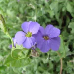 Aubrieta ‘Royal Blue’ (Aubrieta 'Royal Blue') – plant photo