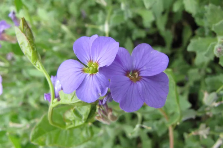Aubrieta 'Royal Blue'