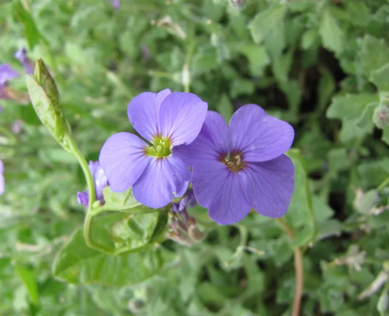 Aubrieta 'Royal Blue'