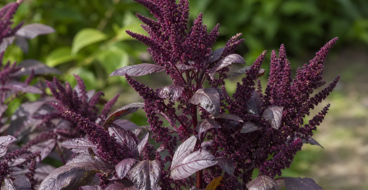 Aufsteigender Fuchsschwanz (Amaranthus blitum) – Pflanzenfoto