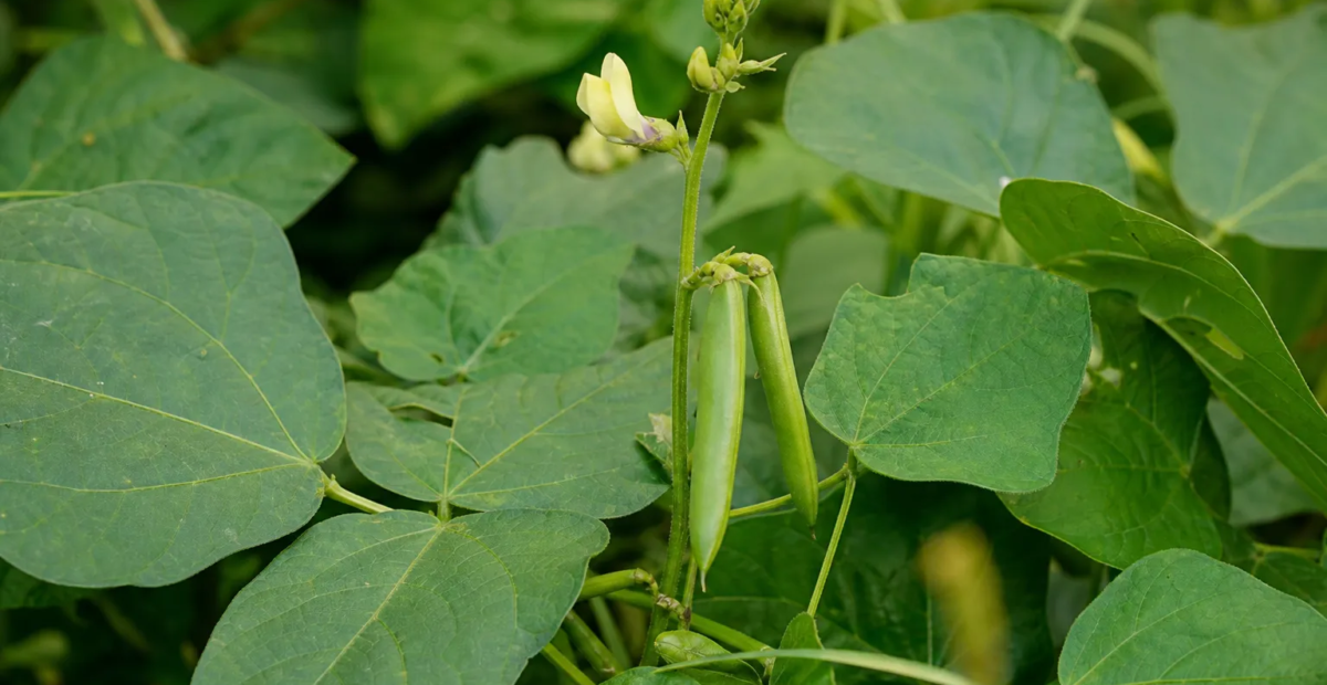 Augenbohne (Vigna unguiculata) – Pflanzenfoto