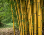 Aureocaulis (Phyllostachys aureosulcata ‘Aureocaulis’)