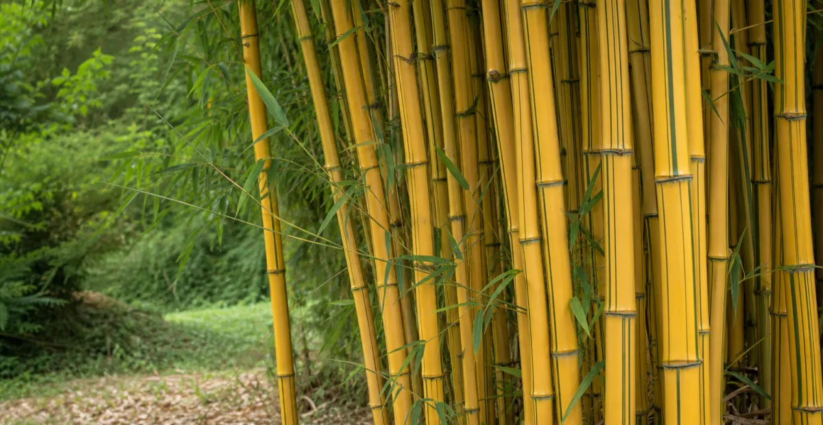 Phyllostachys aureosulcata 'Aureocaulis' – plant photo