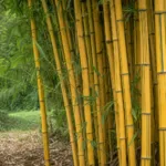 Aureocaulis (Phyllostachys aureosulcata ‘Aureocaulis’) (Phyllostachys aureosulcata