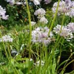 Ausdauernder Lauch (Allium senescens) – Pflanzenfoto