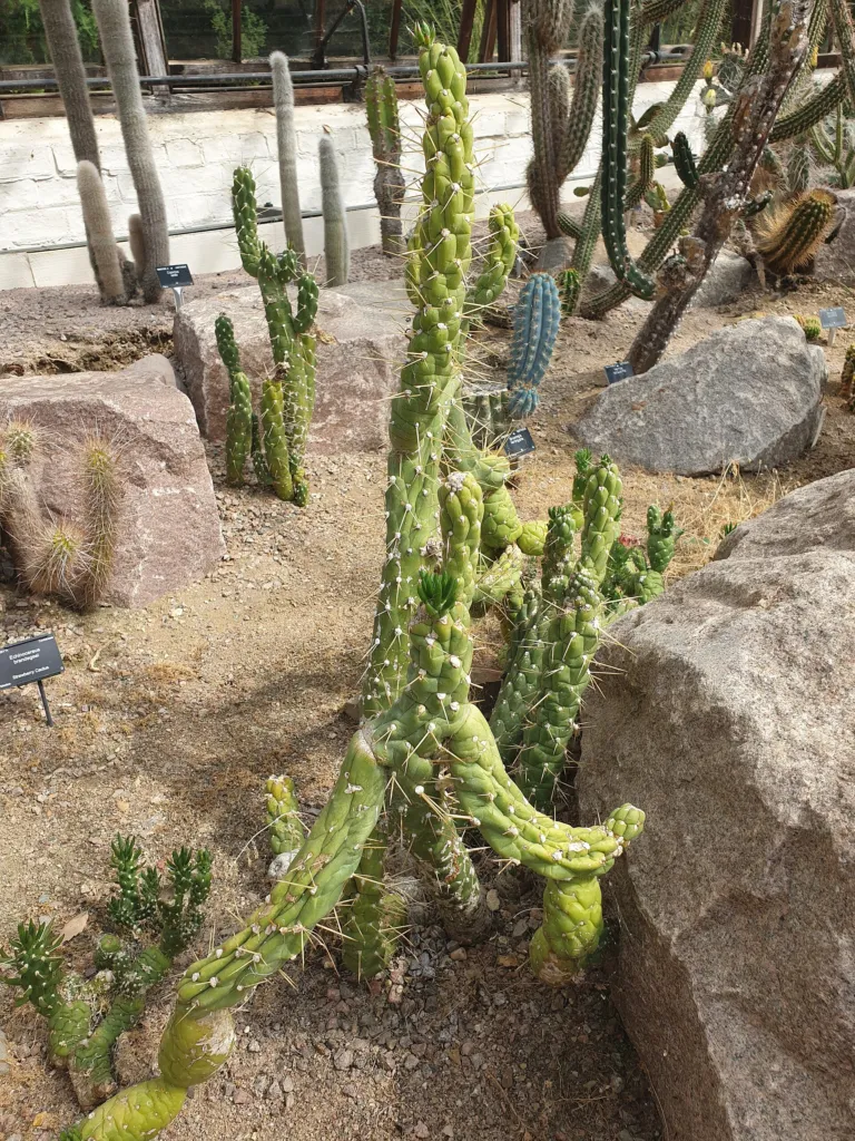 Eve's Needle Cactus (Austrocylindropuntia subulata) – in a garden setting, plant photo